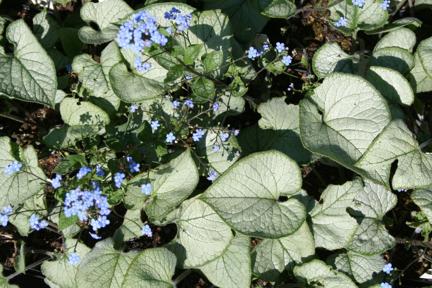Brunnera macrophylla 'Looking Glass' ® (Kaukasusvergissmeinnicht)
