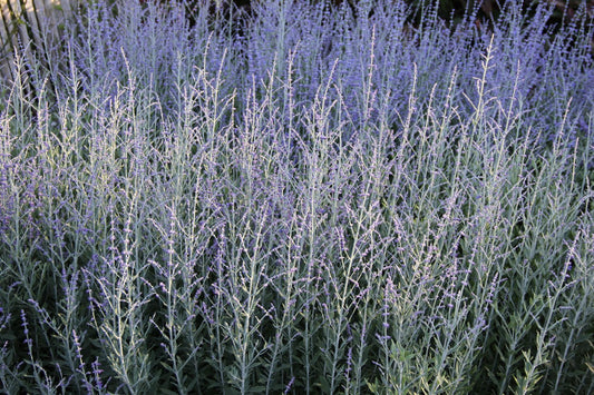 Perovskia atriplicifolia 'Little Spire' Blauraute