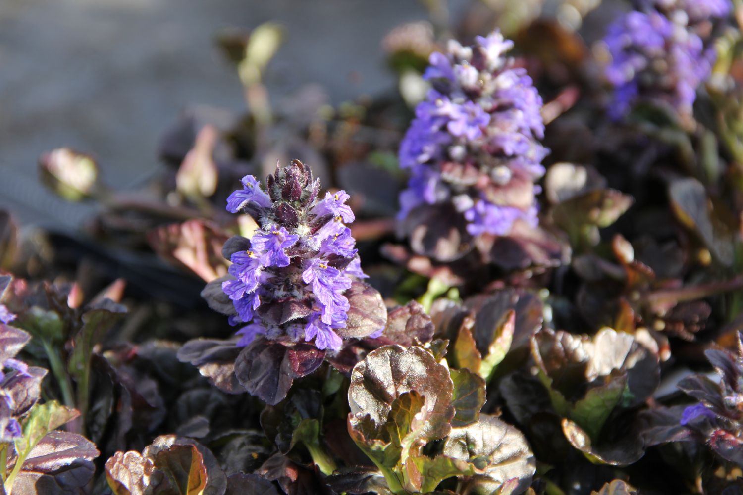 Ajuga reptans 'Black Scallop' Günsel