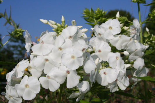 Phlox paniculata 'David' Flammenblume
