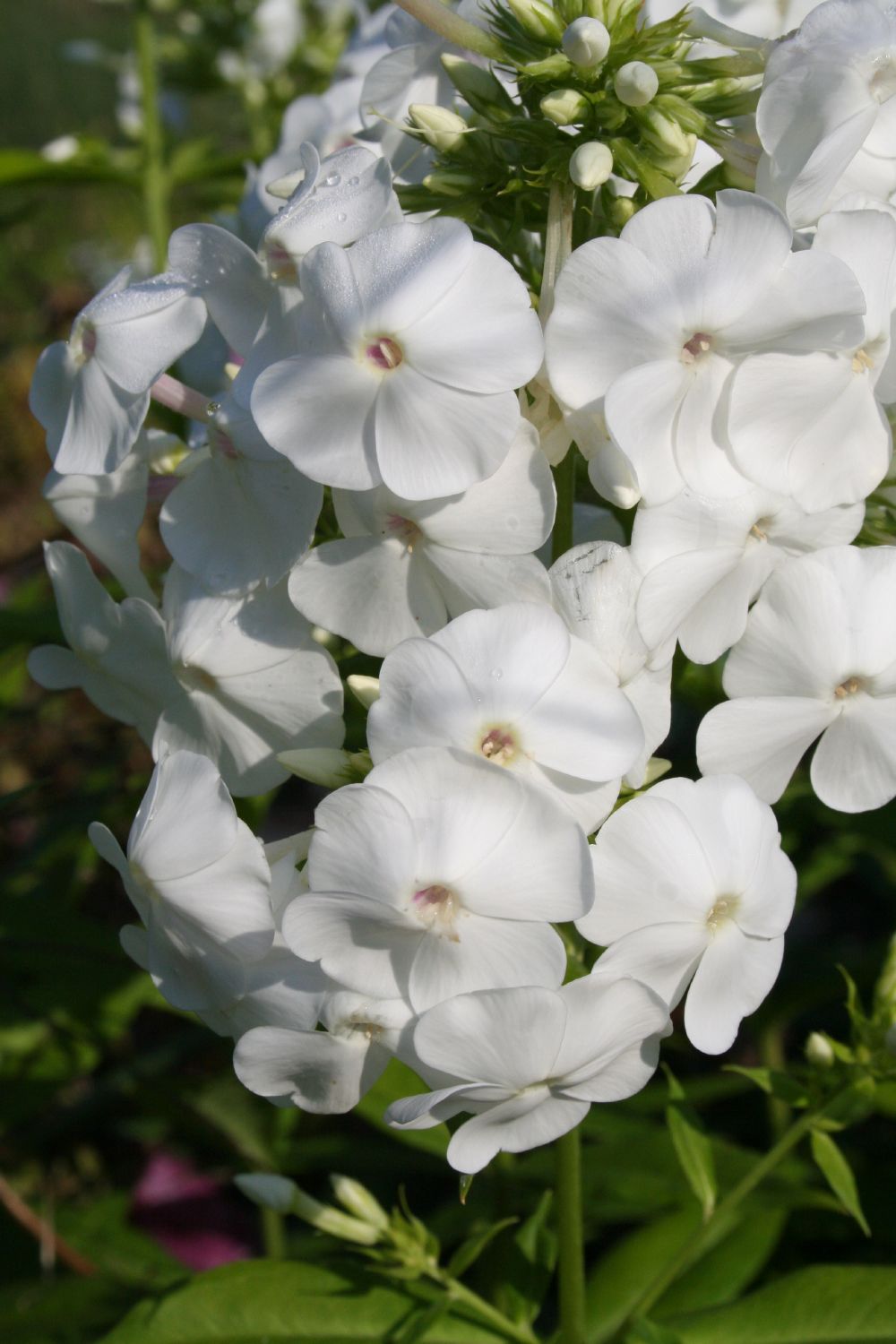 Phlox paniculata 'David' (Flammenblume)