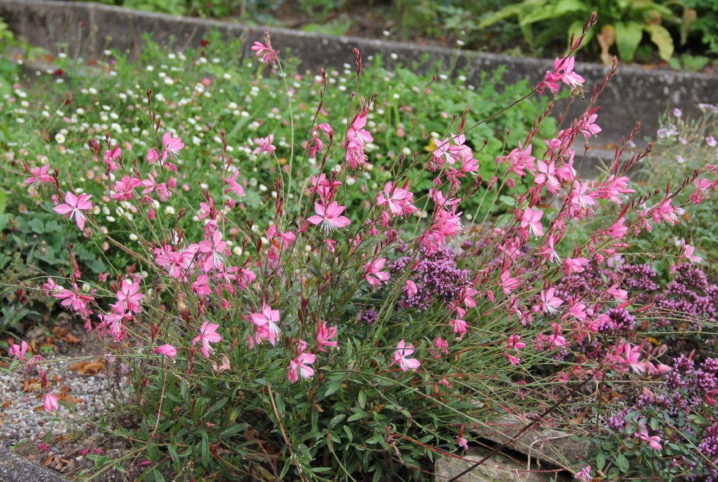 Gaura lindheimeri 'Sunset Dreams' (Prachtkerze)