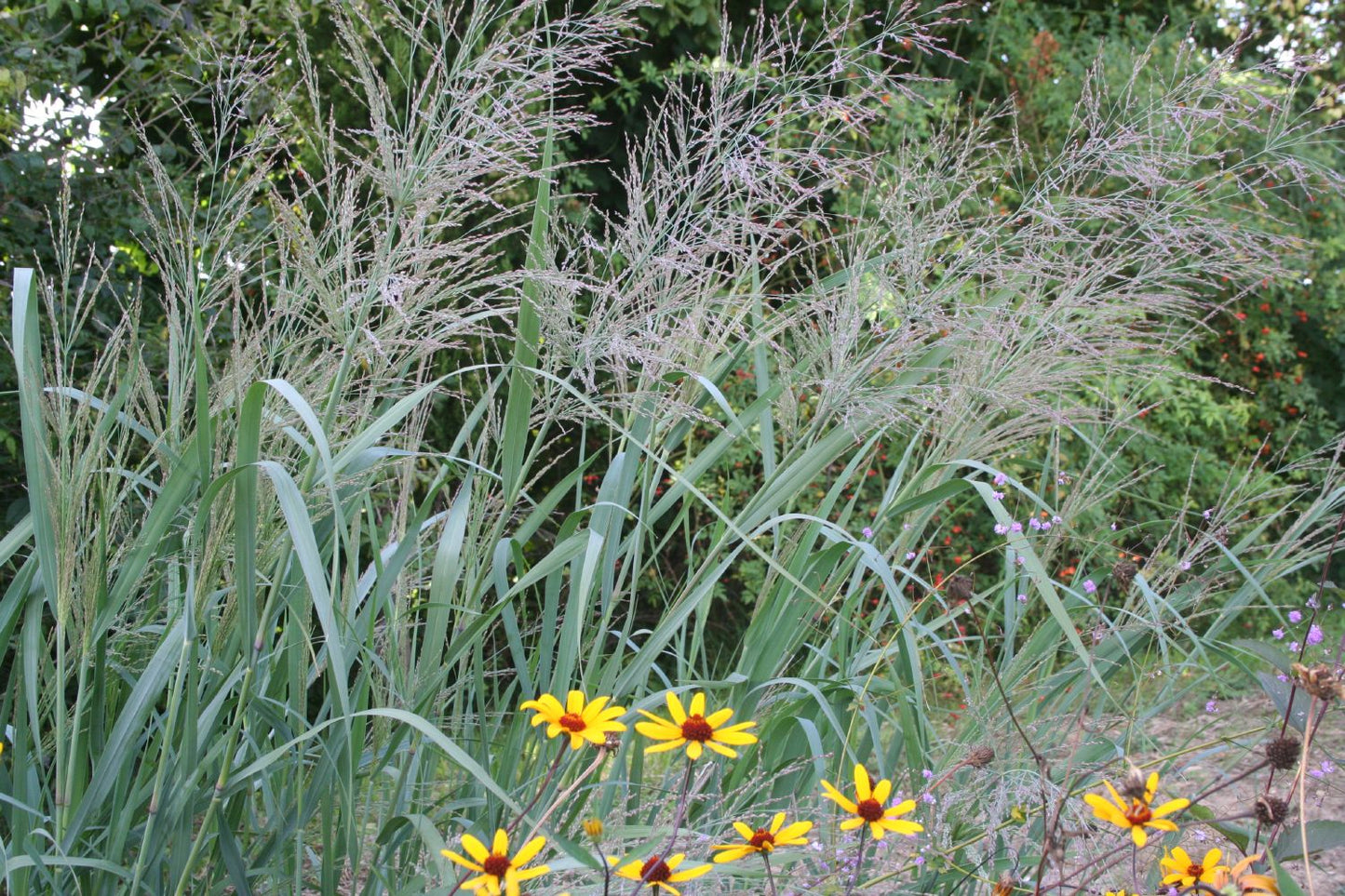 Panicum virgatum 'Dallas Blues' Rutenhirse