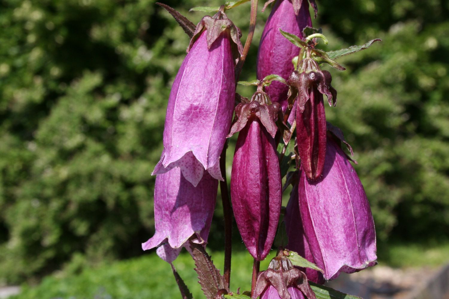 Campanula x punctata 'Vienna Festival' Japan-Glockenblume