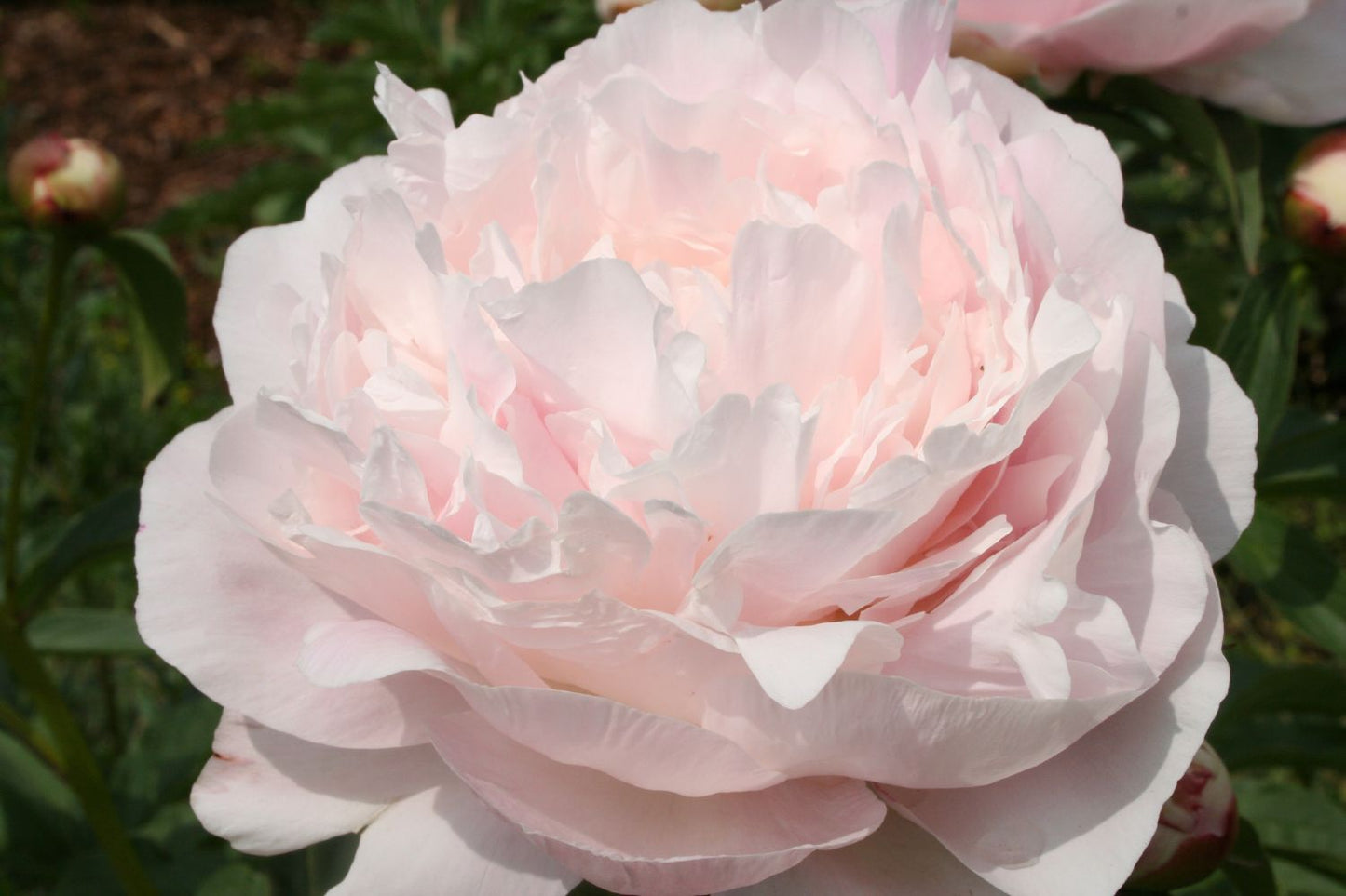 Paeonia lactiflora 'Nancy Nora' Staudenpfingstrose