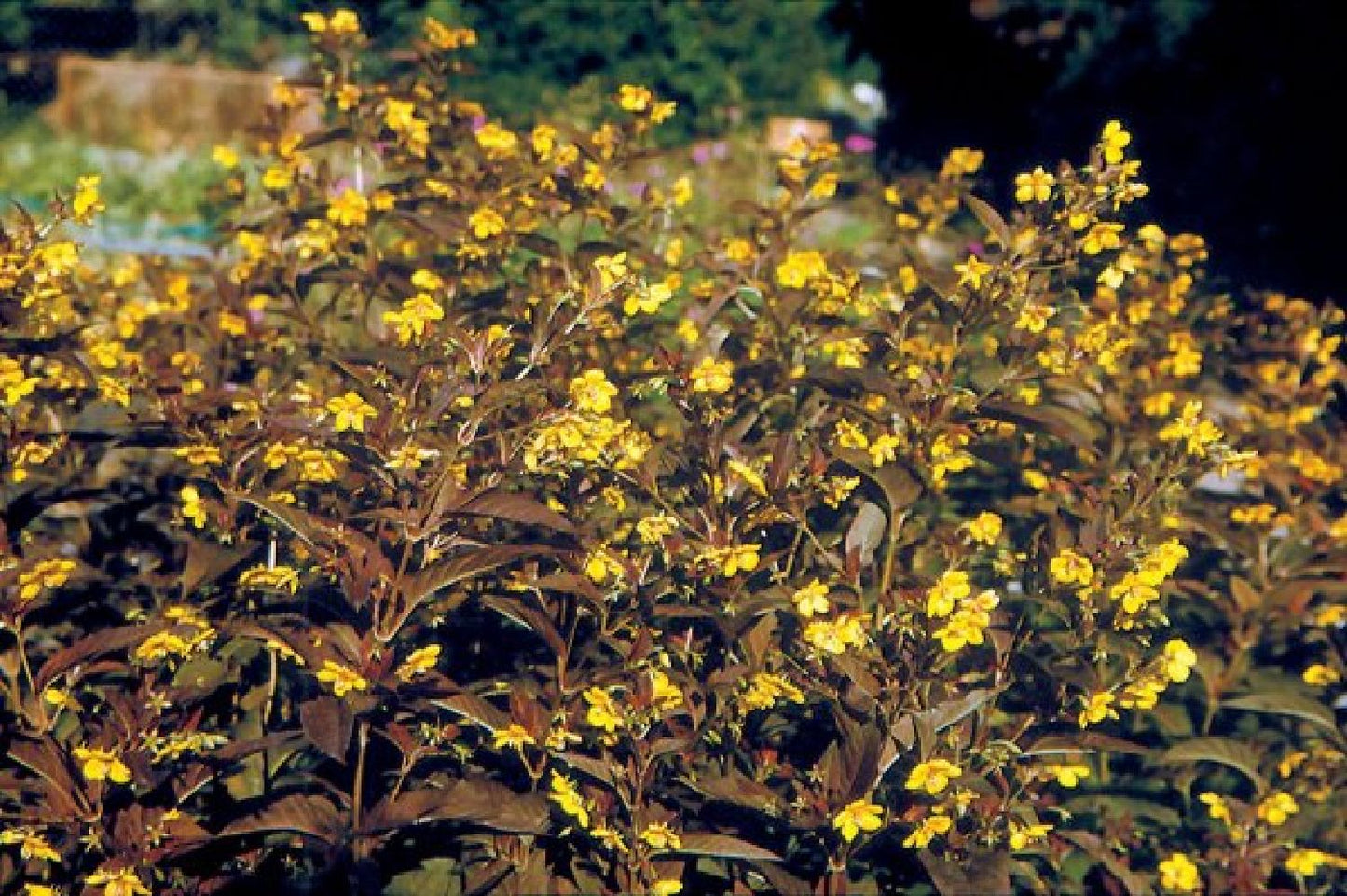 Indian Summer (Weite Welt-Kollektion)