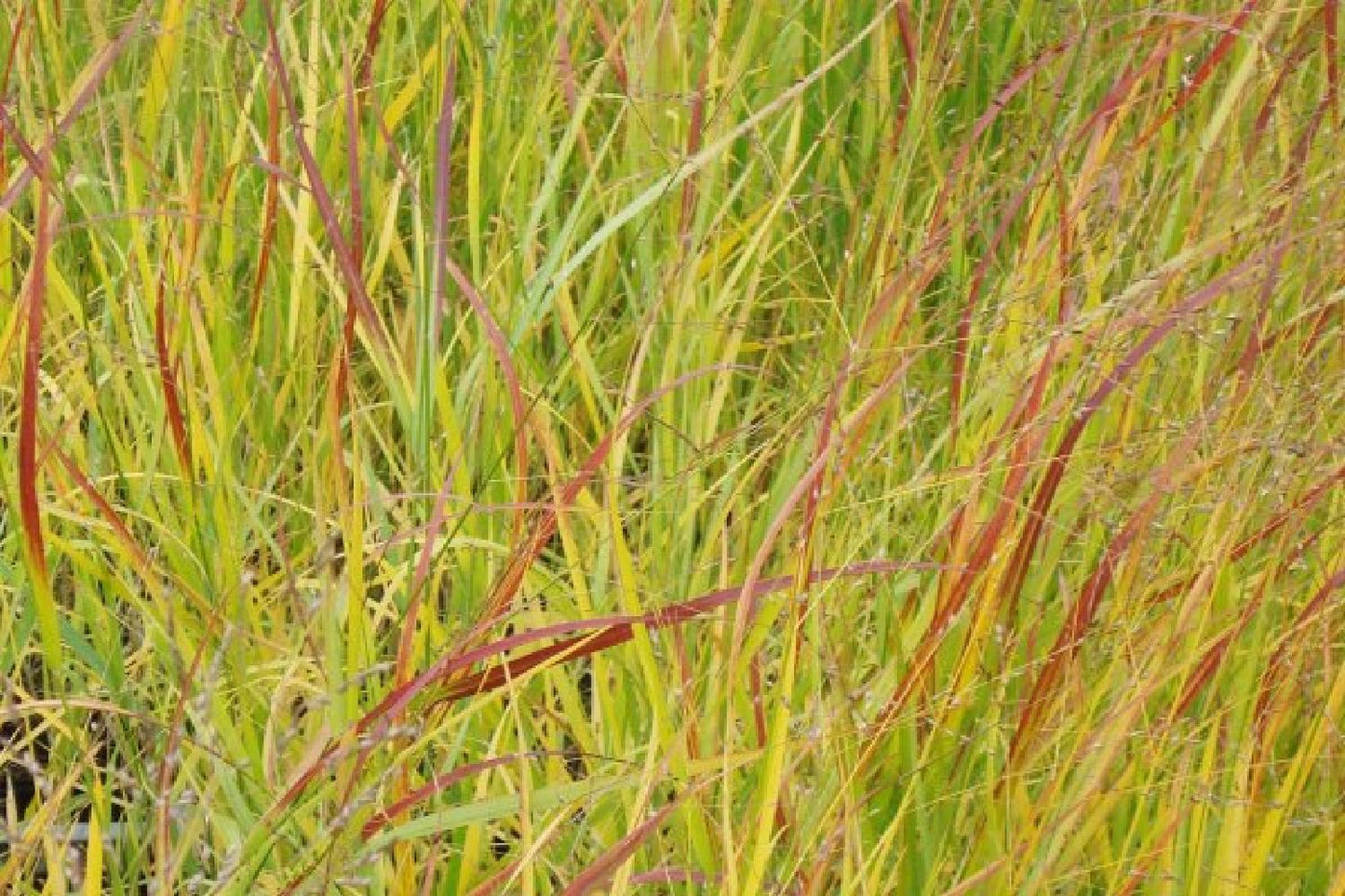 Indian Summer (Weite Welt-Kollektion)