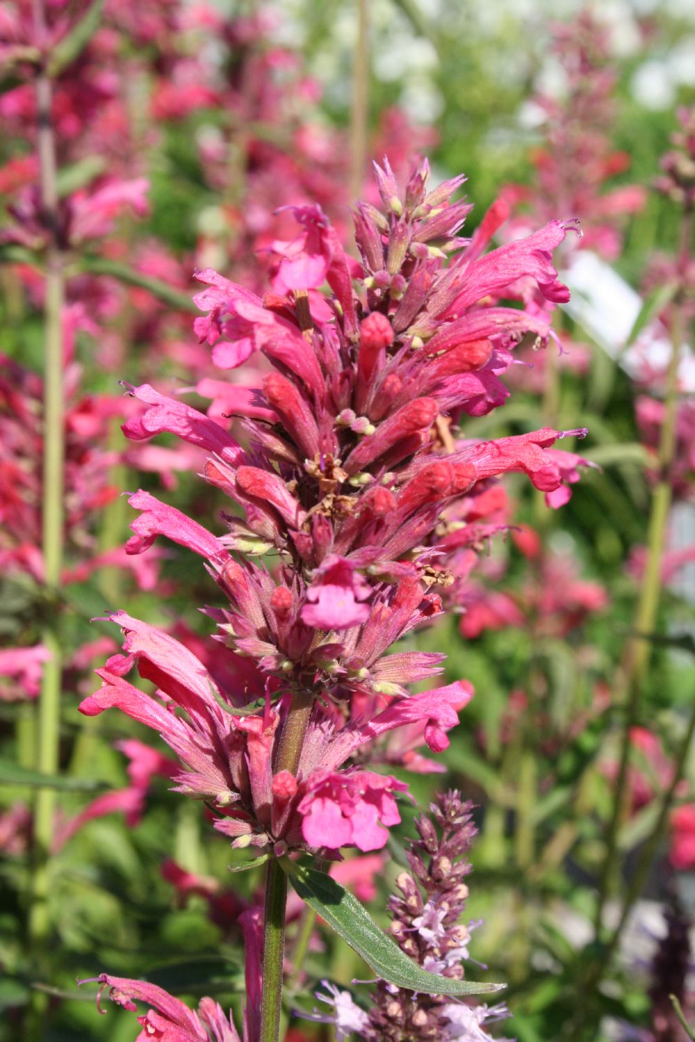 Agastache mexicana 'Red Fortune' Duftnessel | Limopflanze