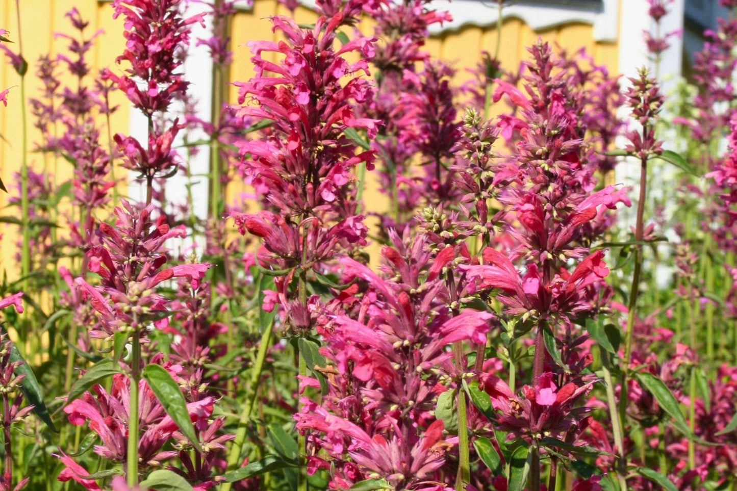 Agastache mexicana 'Red Fortune' Duftnessel | Limopflanze