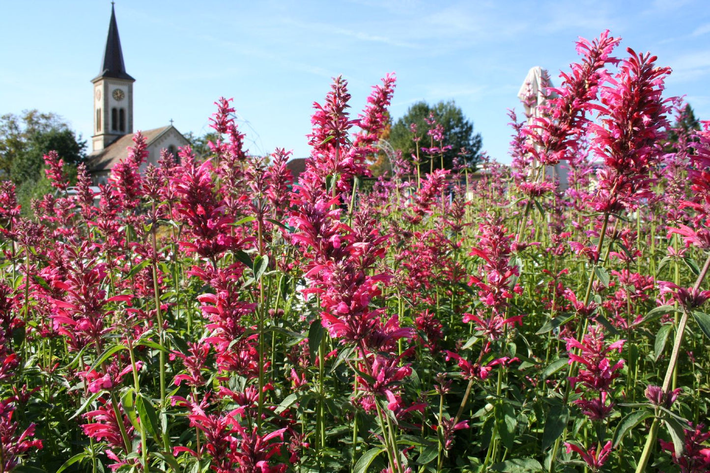 Agastache mexicana 'Red Fortune' (Duftnessel | Limopflanze)