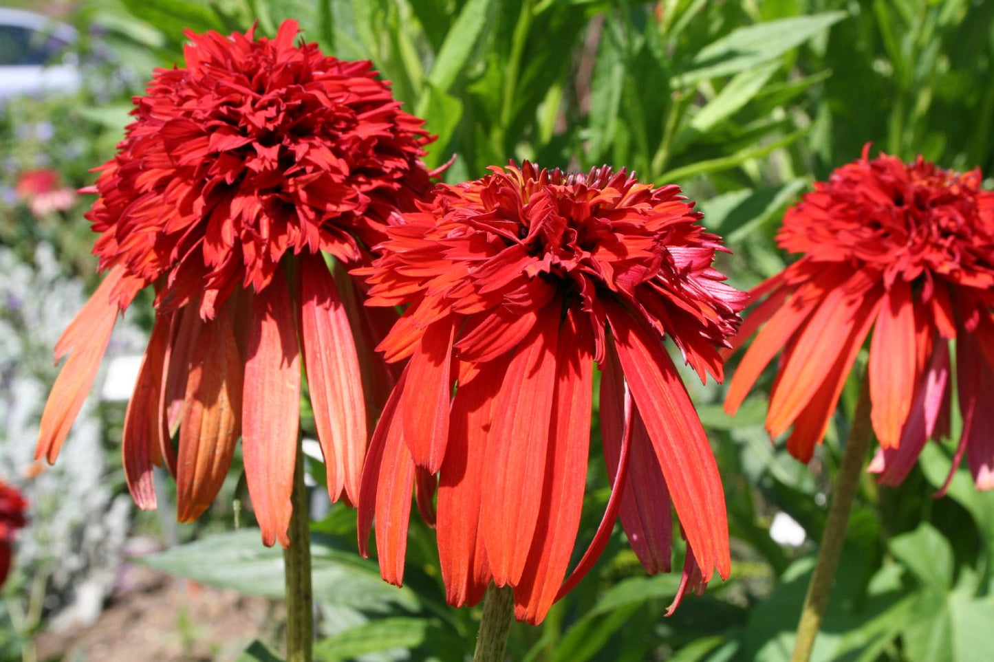 Echinacea 'Hot Papaya' Scheinsonnenhut Echinacea 'Hot Papaya' Scheinsonnenhut