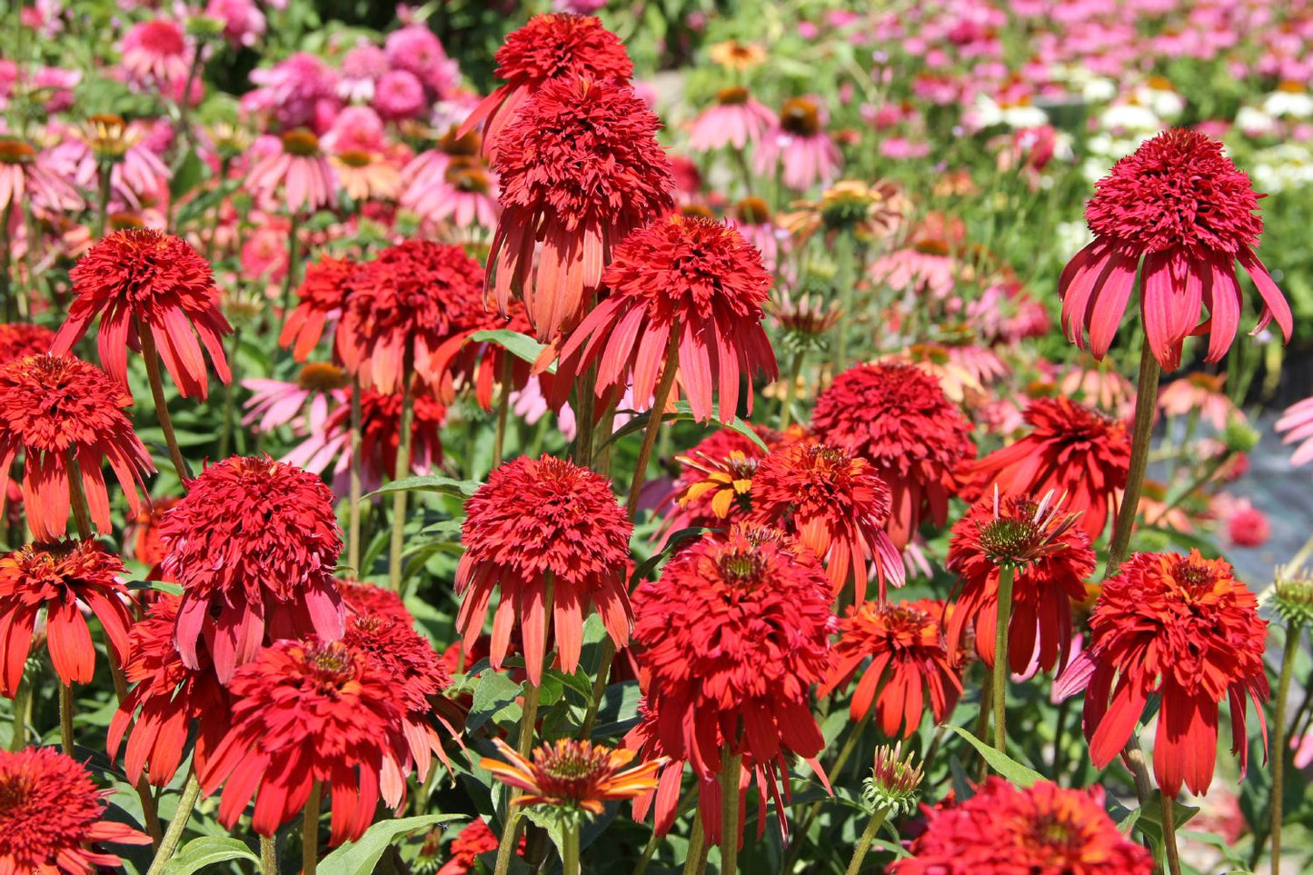 Echinacea 'Hot Papaya' (Scheinsonnenhut) Echinacea 'Hot Papaya' (Scheinsonnenhut)