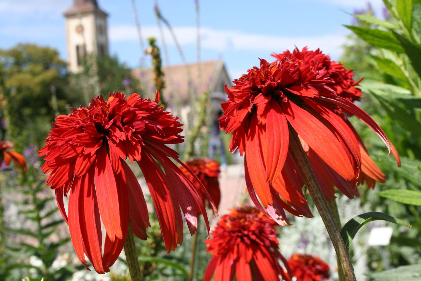 Echinacea 'Hot Papaya' (Scheinsonnenhut) Echinacea 'Hot Papaya' (Scheinsonnenhut)