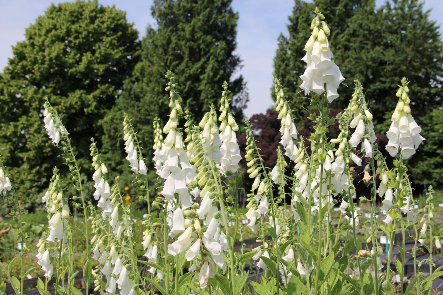 Digitalis purpurea 'Snow Thimble' (Fingerhut)