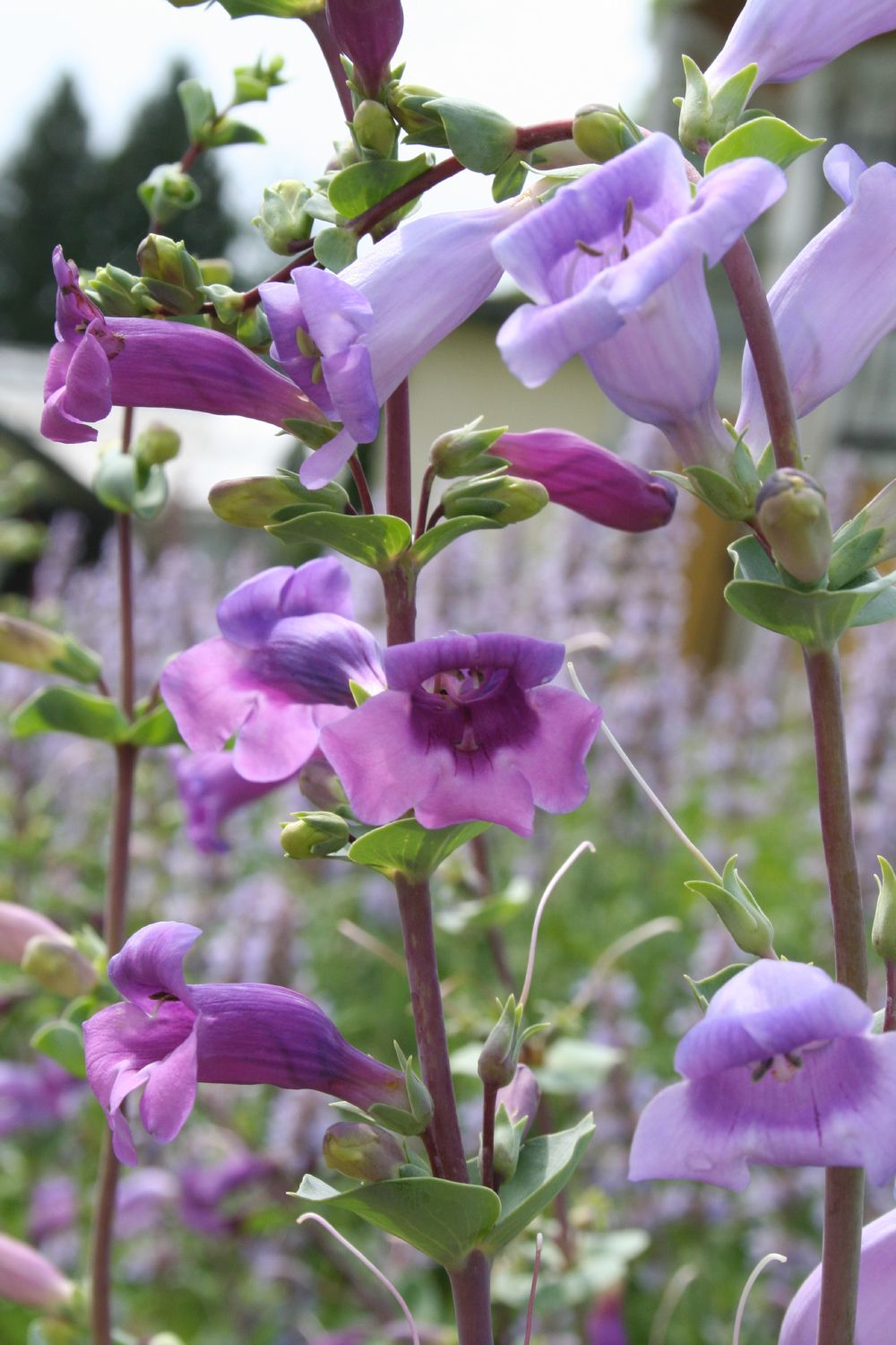 Penstemon grandiflorus 'War Axe' (Bartfaden)