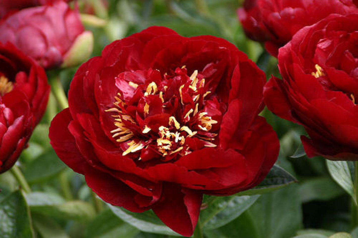 Paeonia lactiflora 'Buckeye Belle' (Staudenpfingstrose)