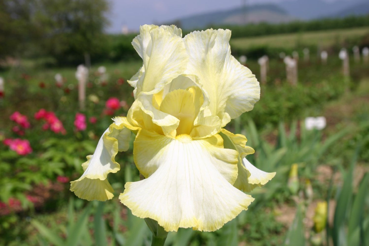 Iris Barbata-Elatior 'Total Recall' Hohe Bartschwertlilie