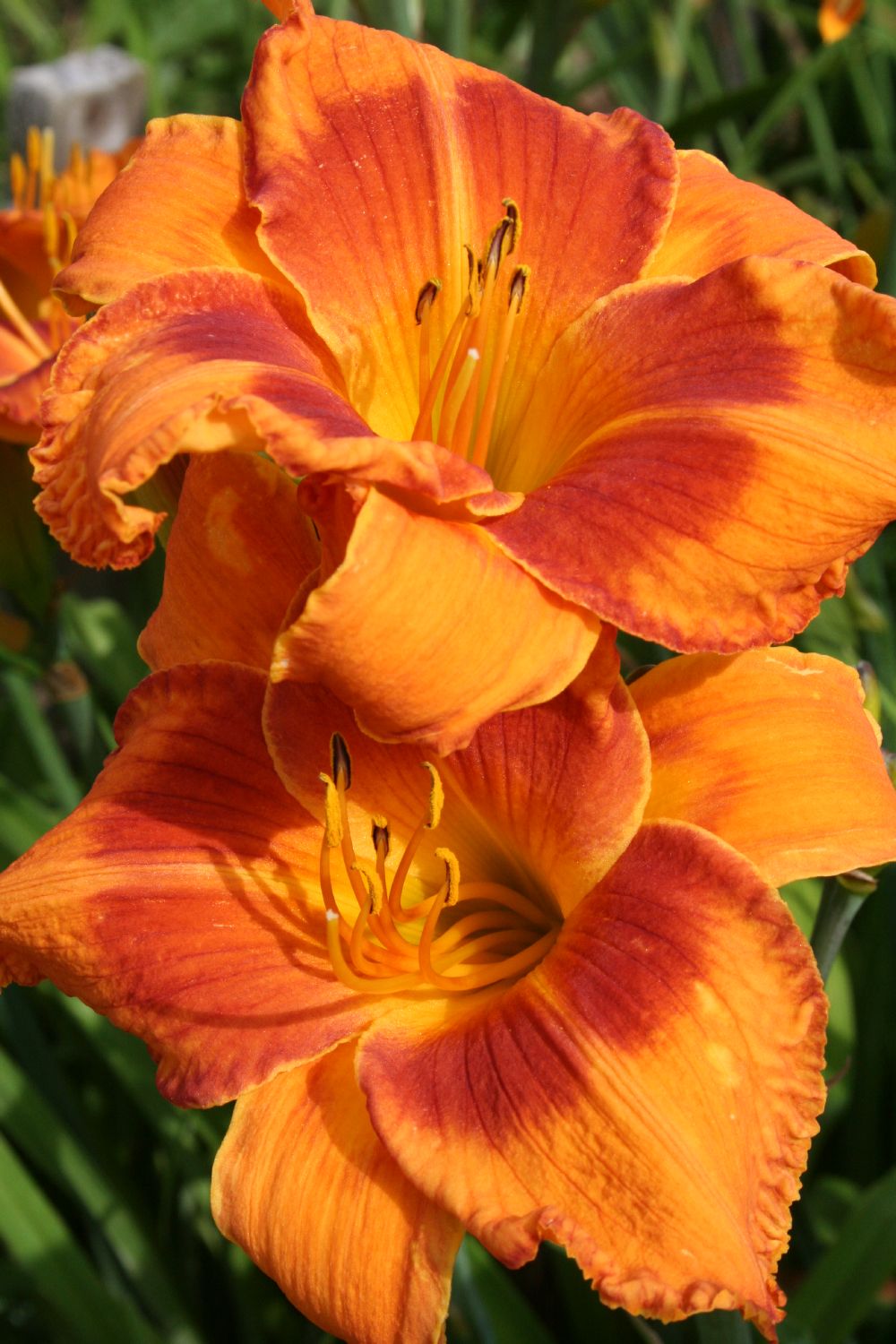 Hemerocallis 'Gräfin von Zeppelin' Großblumige Taglilie