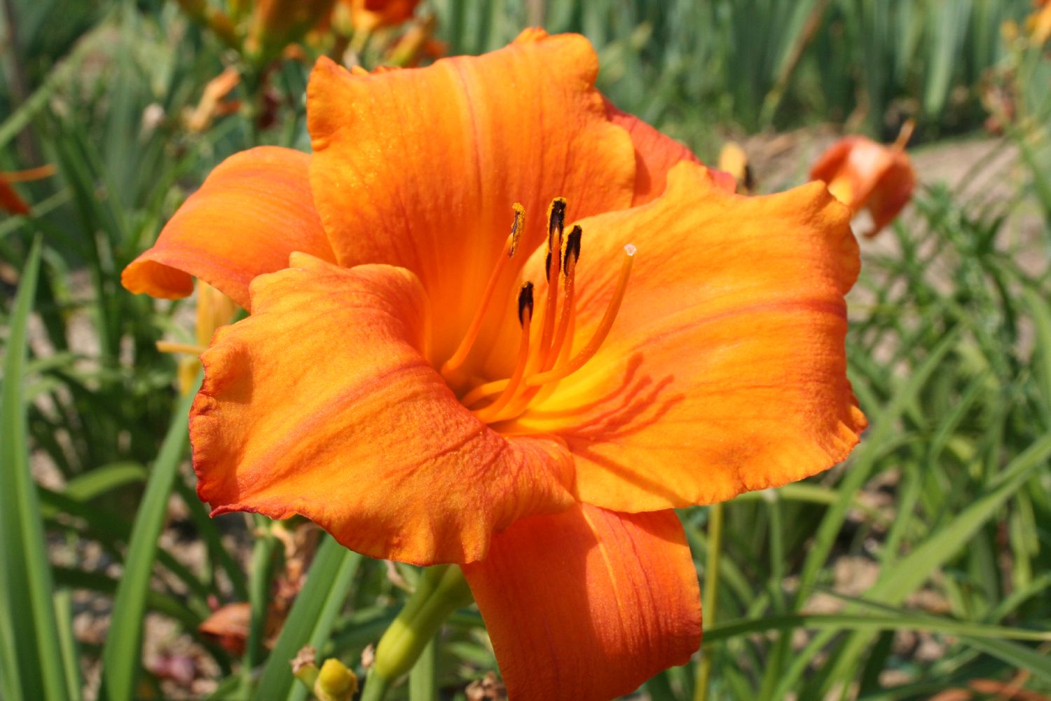 Hemerocallis 'Mauna Loa' Großblumige Taglilie