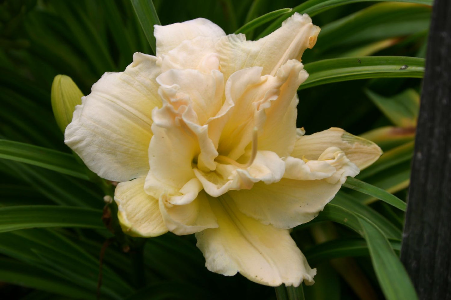 Hemerocallis 'Schnickel Fritz' Großblumige gefüllte Taglilie