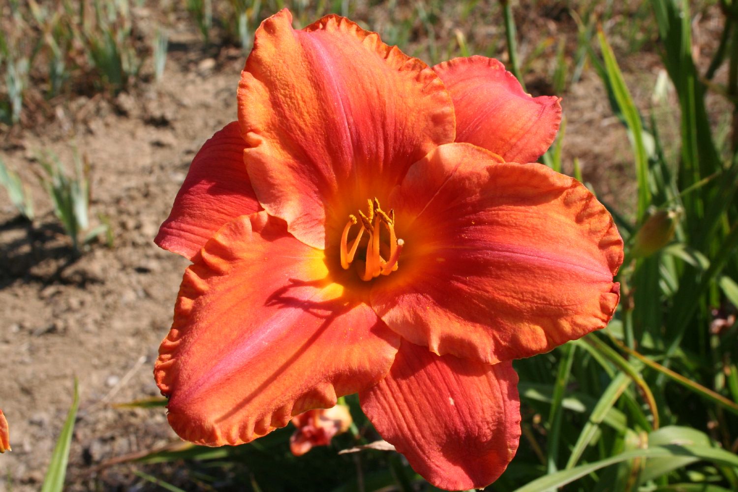 Hemerocallis 'South Seas' Großblumige Taglilie