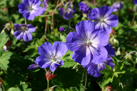 Geranium x pratense 'Rozanne' Storchschnabel