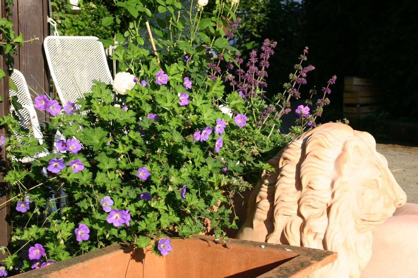 Geranium x pratense 'Rozanne' (Storchschnabel)
