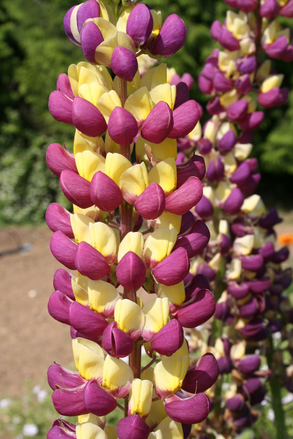 Lupinus polyphyllus 'Manhattan Lights' (Lupine)