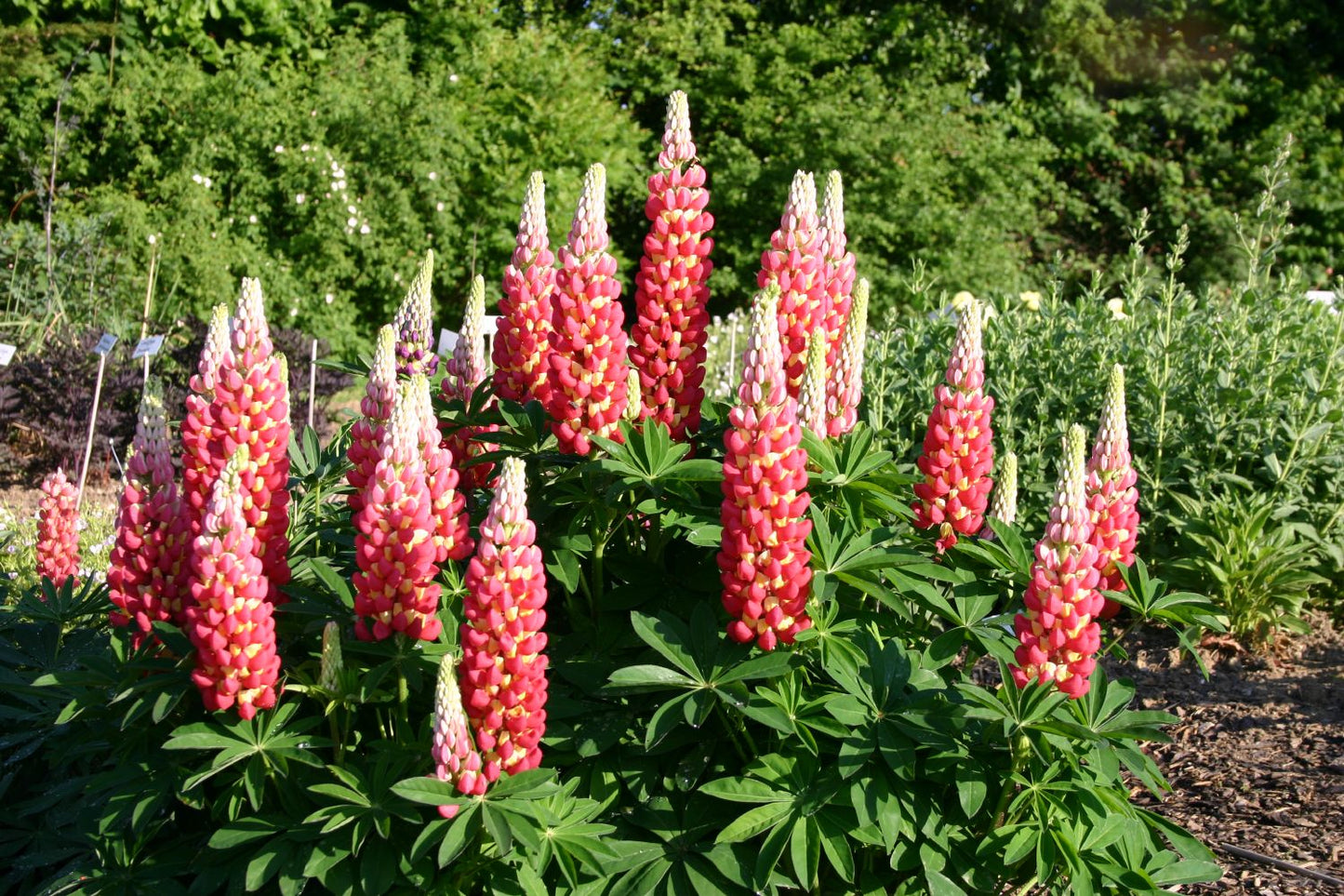 Lupinus polyphyllus 'Tequila Flame' ® (Westcountry-Serie Lupine)