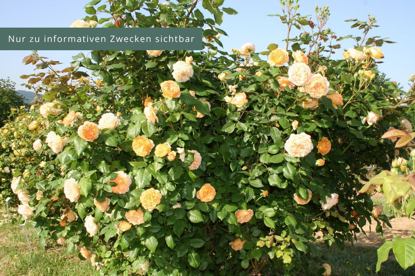 Rose 'Crown Princess Margareta' (Englische Rose)