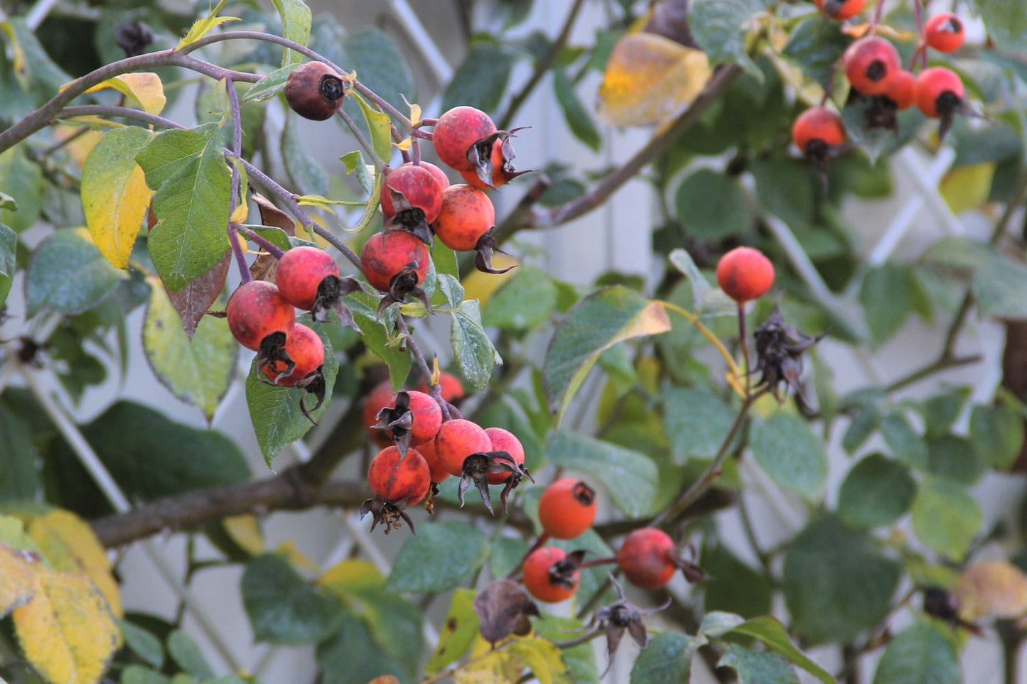 Rose 'Gertrude Jekyll' (Englische Rose)