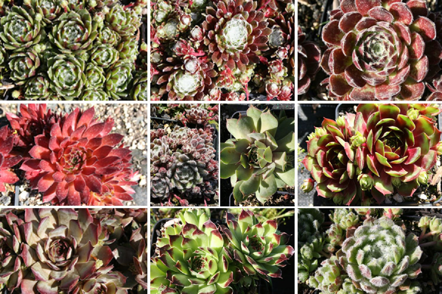 Sempervivum-Sortiment 10 verschiedene Sorten Garten-Hauswurz
