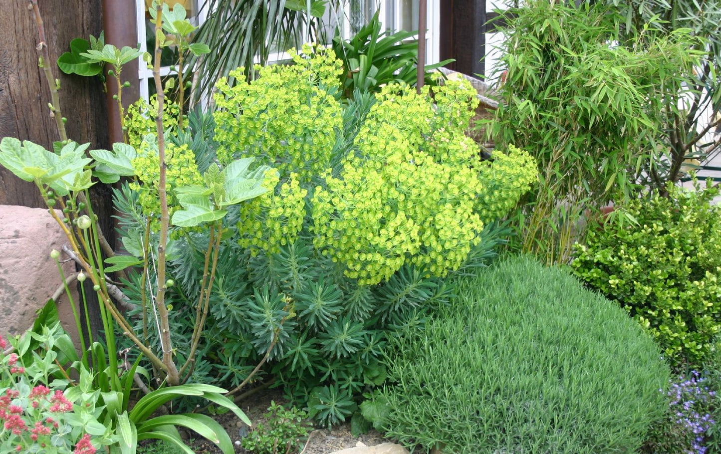 Euphorbia characias 'Humpty Dumpty' Wolfsmilch