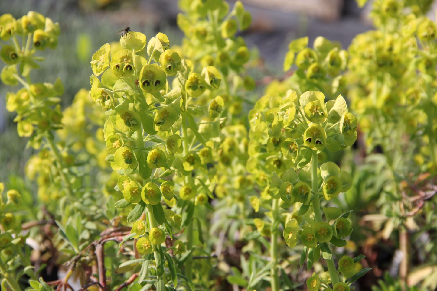 Euphorbia characias 'Humpty Dumpty' (Wolfsmilch)