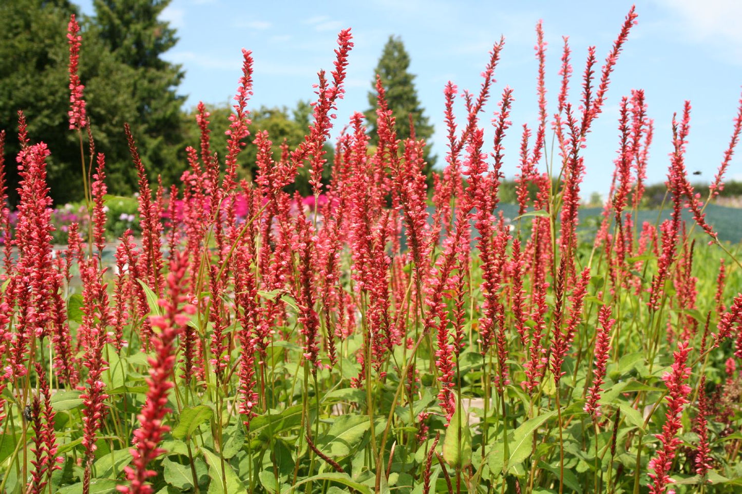 Bistorta amplexicaulis 'Orange Field' Kerzenknöterich