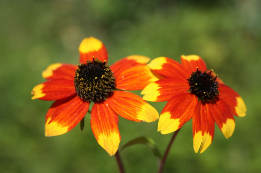 Rudbeckia triloba 'Prairie Glow' Oktober-Sonnenhut