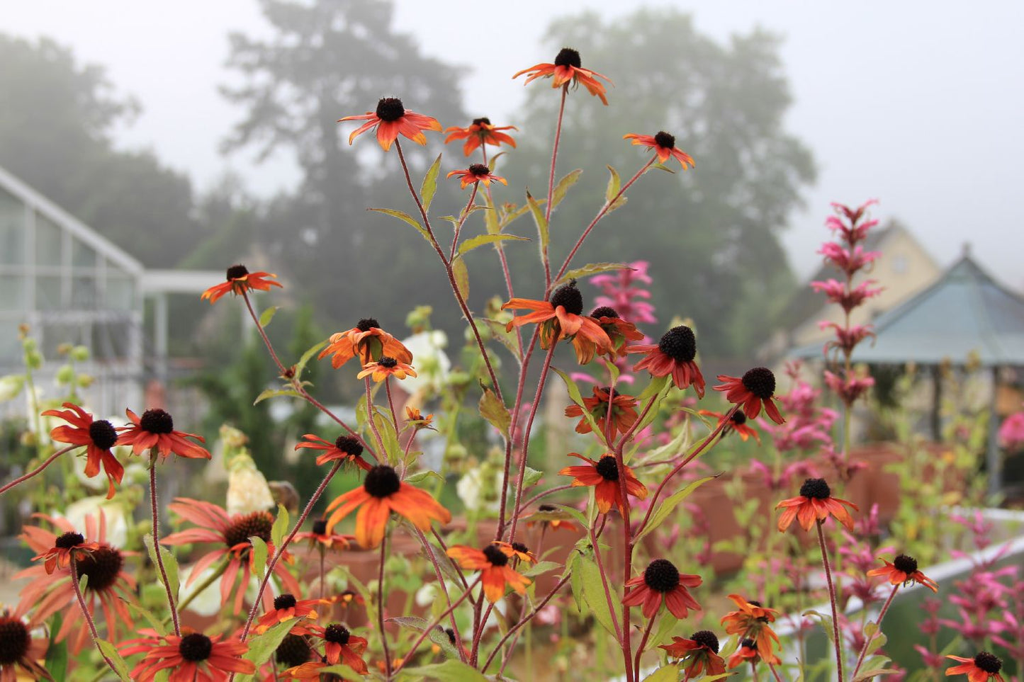 Rudbeckia triloba 'Prairie Glow' (Oktober-Sonnenhut)