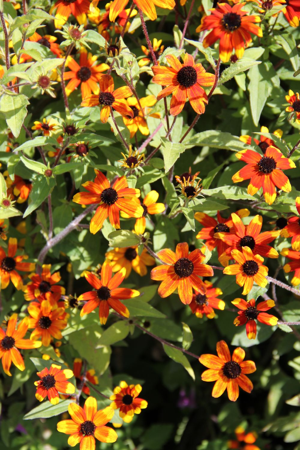 Rudbeckia triloba 'Prairie Glow' (Oktober-Sonnenhut)