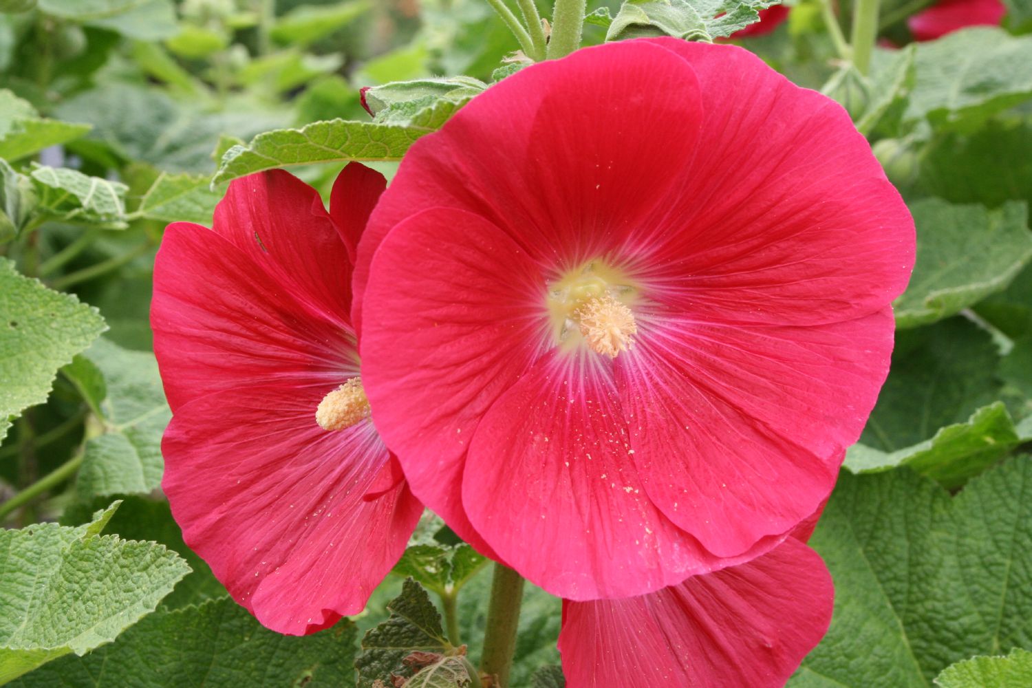Alcea rosea 'Mars Magic' Stockrose