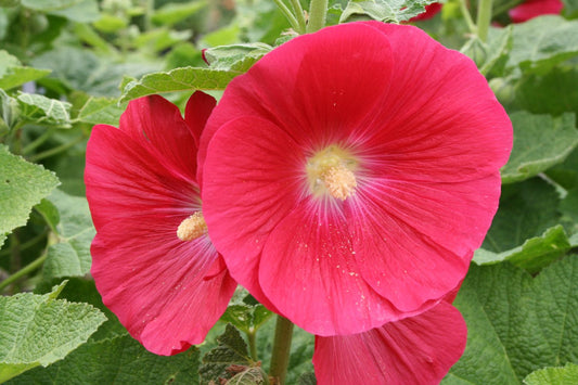 Alcea rosea 'Mars Magic' Stockrose