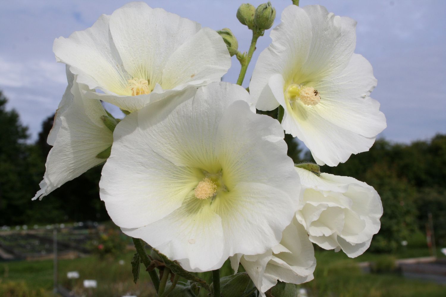 Alcea rosea 'Polarstar' Stockrose
