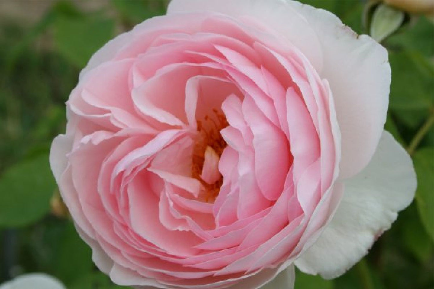 Süßer Traum (Rosentraum-Kollektion)