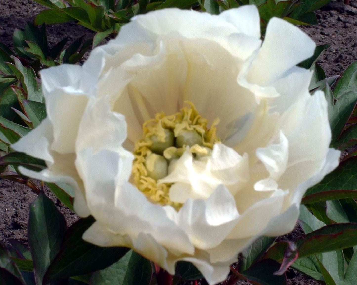 Paeonia Itoh-Hybride 'White Emperor' Intersektionelle Pfingstrose