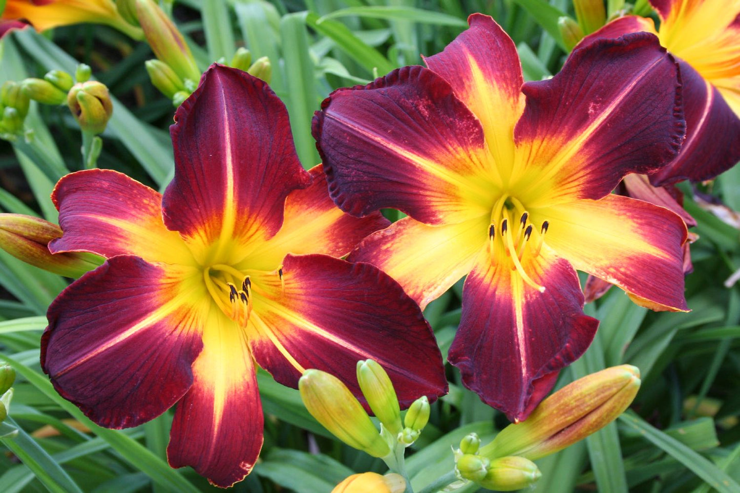 Hemerocallis 'Ruby Spider' Großblumige Taglilie