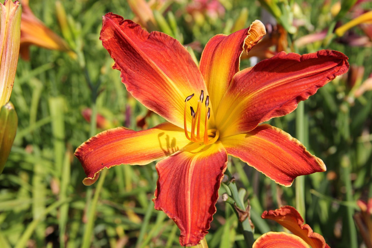 Hemerocallis 'Firestorm' Großblumige Taglilie