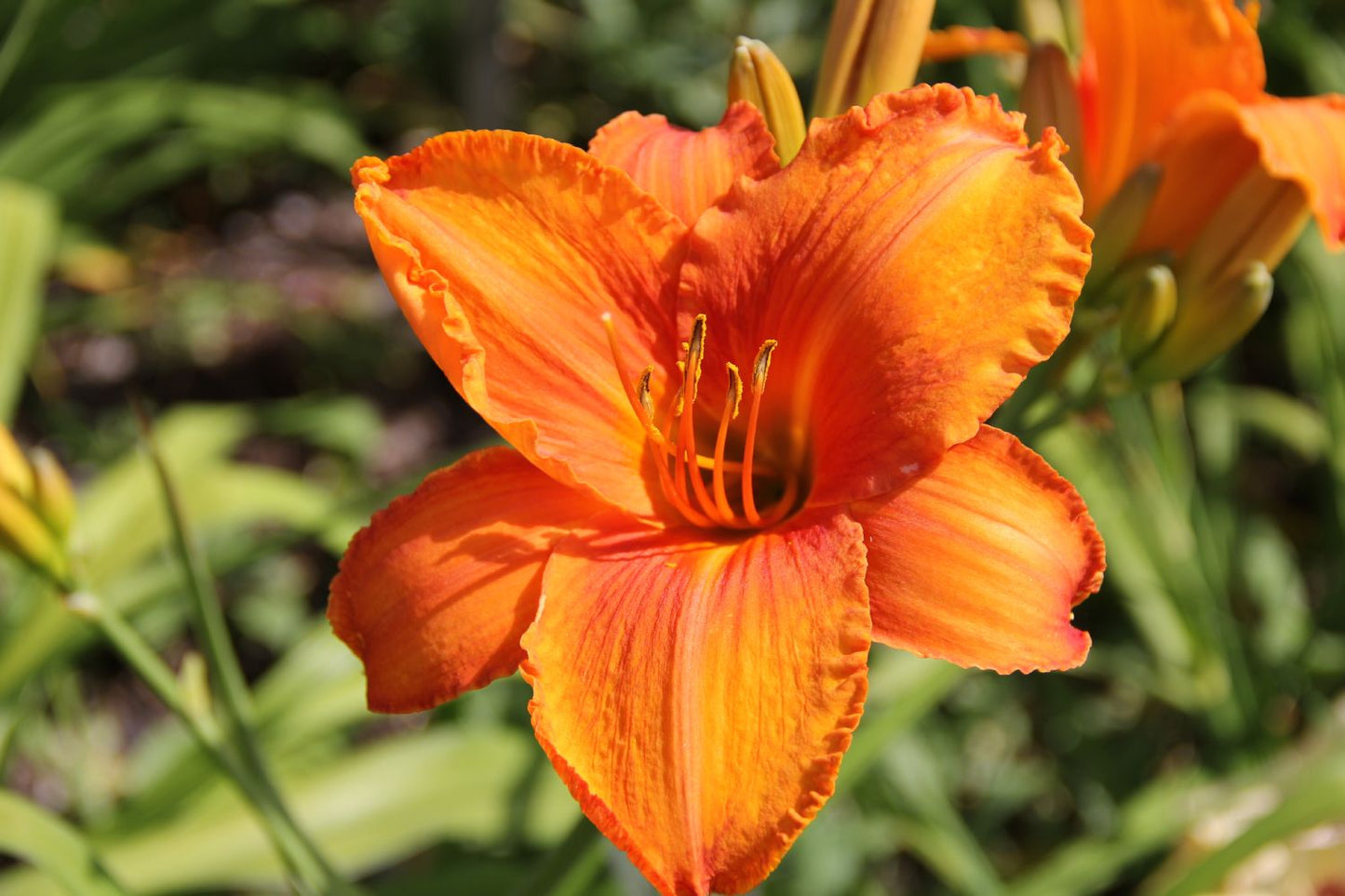 Hemerocallis 'Orange von Falkenrehde' Großblumige Taglilie