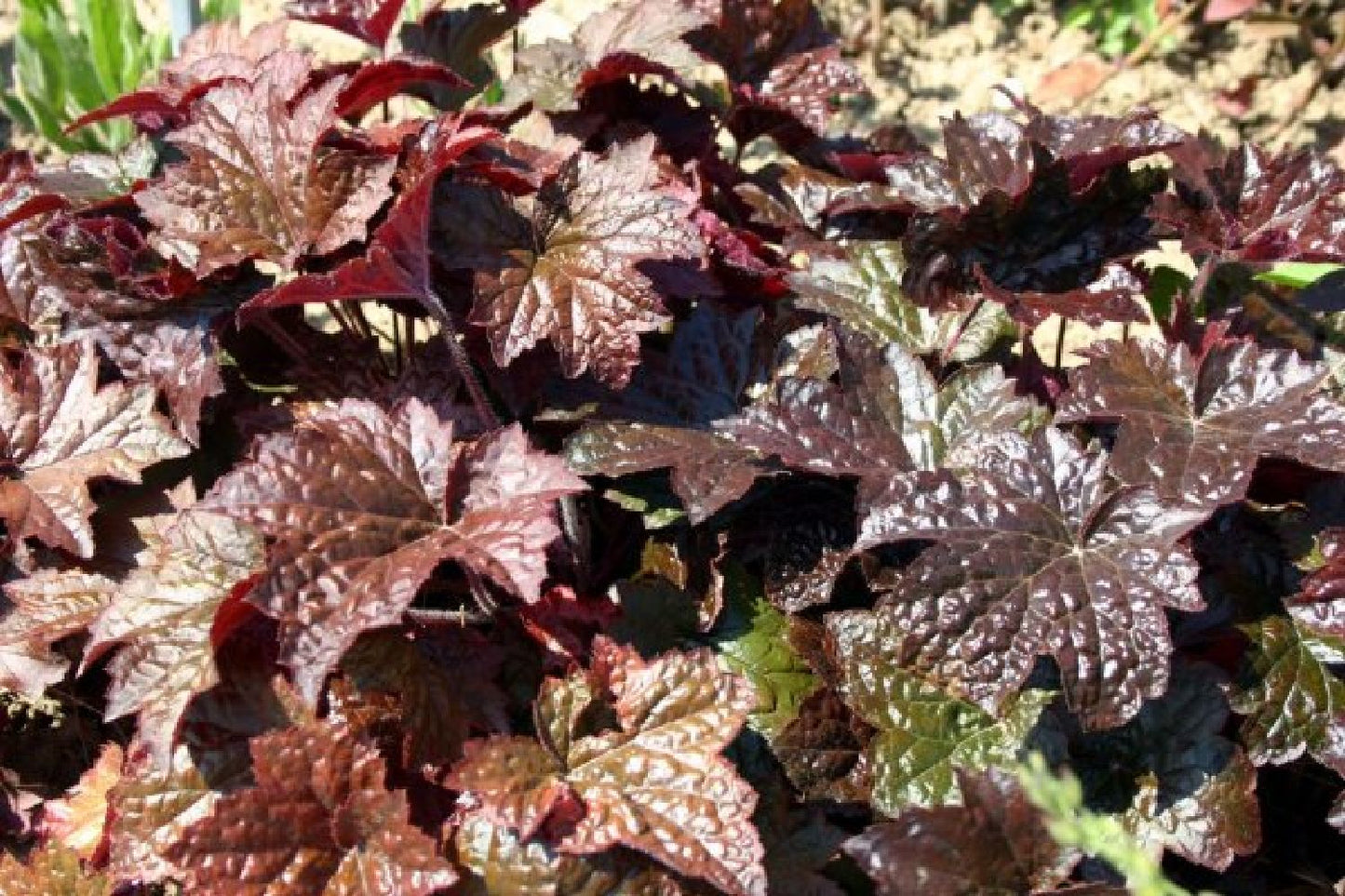 Beet in Feierlaune (Der Sommer kann kommen!)