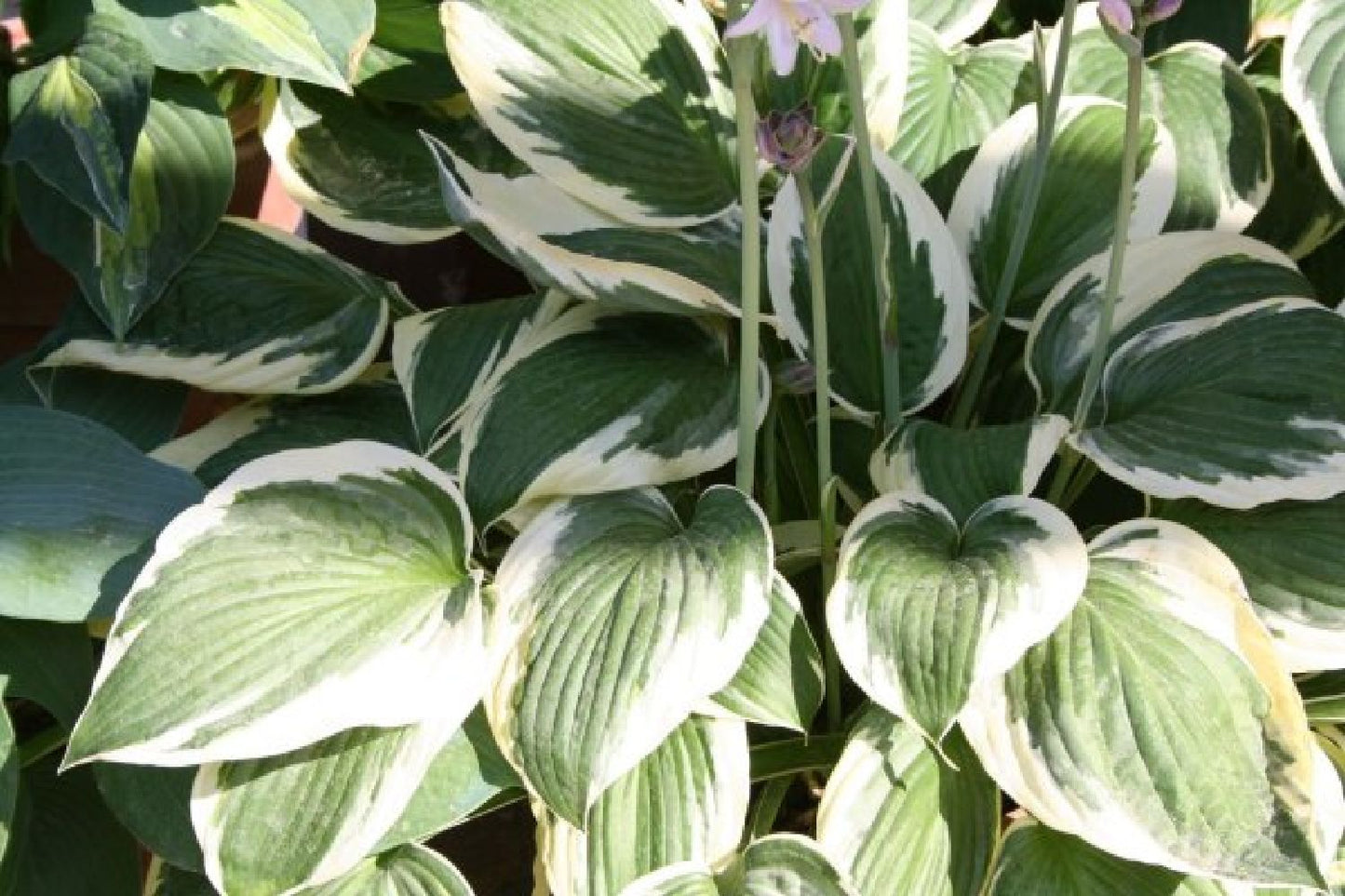 Licht und Schatten (Schönes für dunkle Gartenecken)