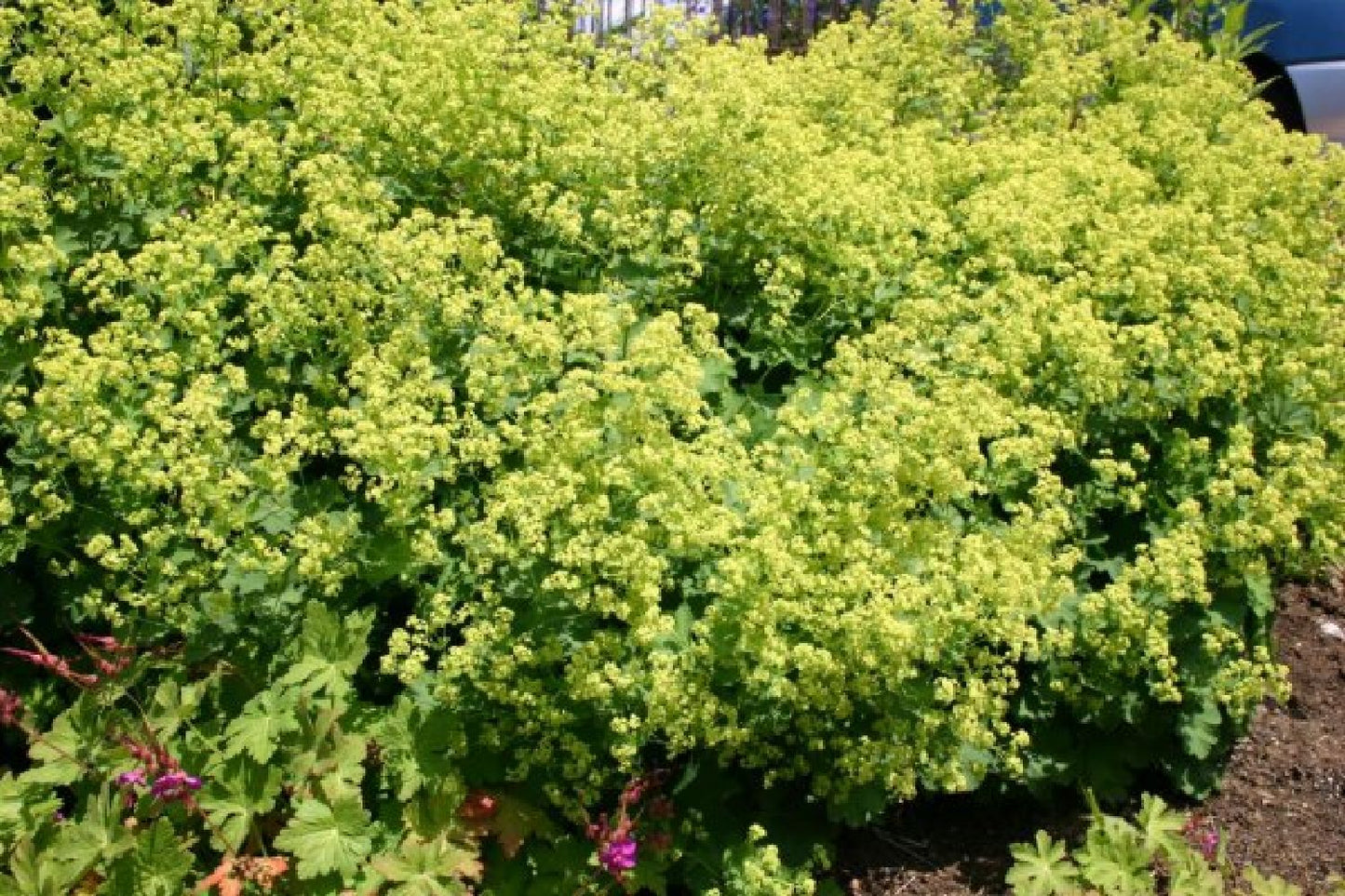Licht und Schatten (Schönes für dunkle Gartenecken)