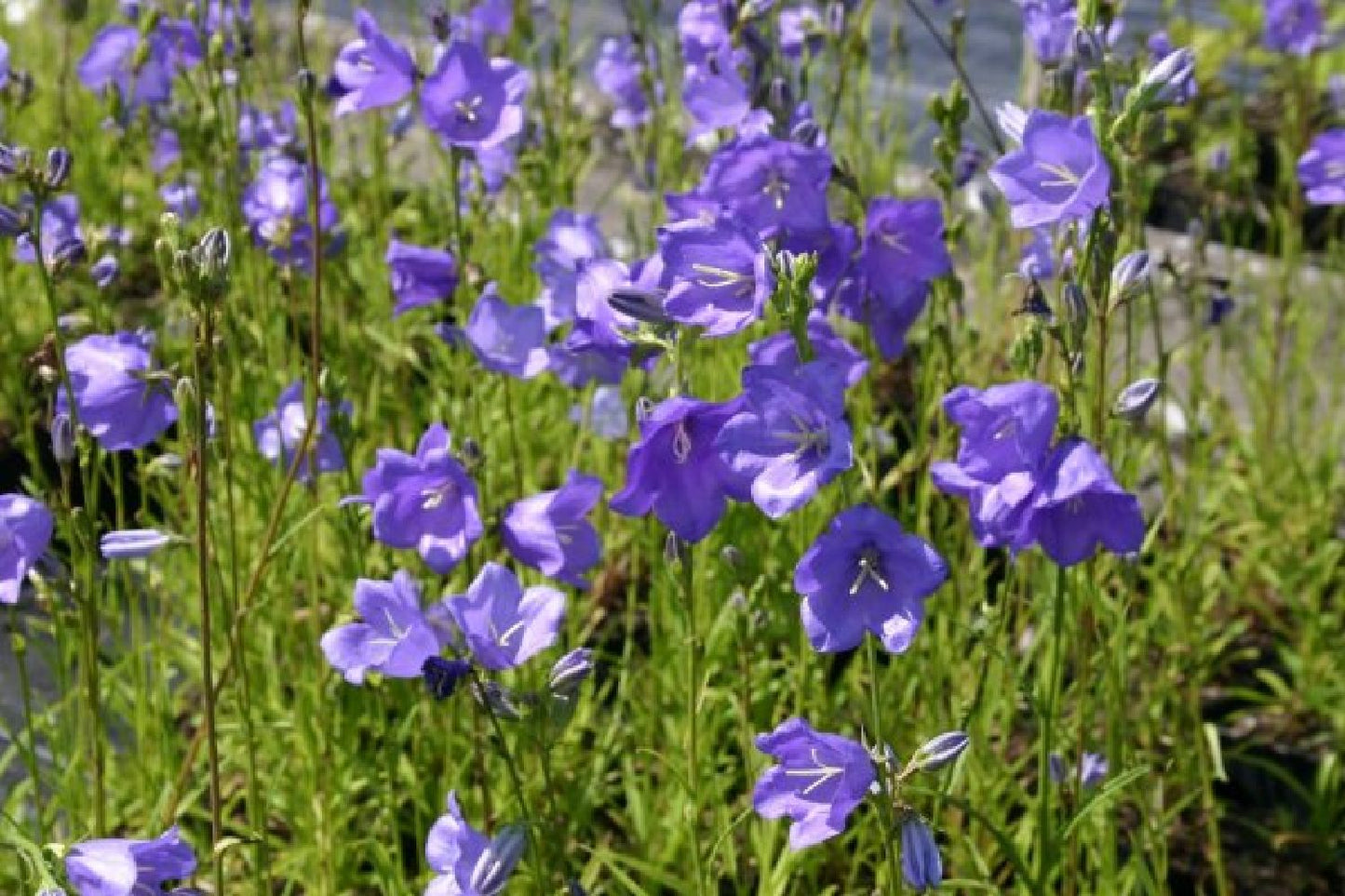 Licht und Schatten (Schönes für dunkle Gartenecken)